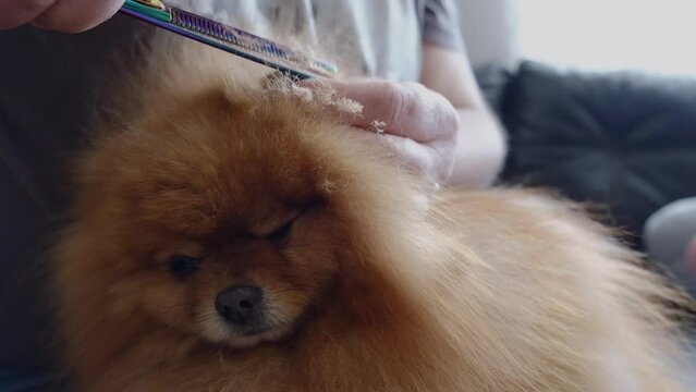 Pomeranian spitz  dog on spa