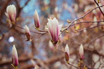 magnolia tree blossom in springtime. tender pink flowers bathing in sunlight. warm april weather