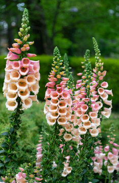 Pink foxglove flowers in the summer garden
