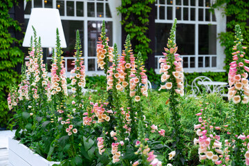 Pink foxglove flowers in the summer garden - obrazy, fototapety, plakaty