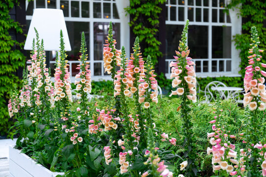 Pink Foxglove Flowers In The Summer Garden