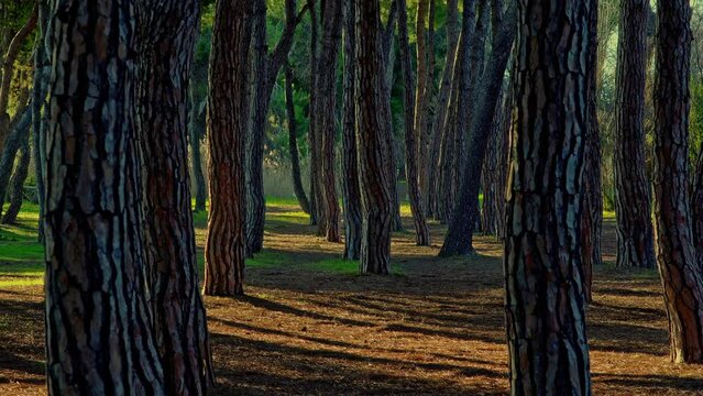 Twisted pines and straight trunks, in the Pineta Filiani, illuminated by the first light of dawn on the Adriatic Sea. Pineto, Abruzzo
