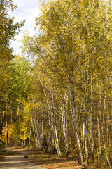 Beautiful view of the birch  forest in the autumn day. Location vertical.