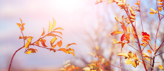 Autumn background with yellow, orange and red leaves on a light blurred background in sunny weather