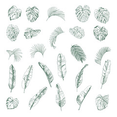 Palm leaves vector line illustrations set