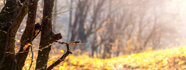 Obraz premium Autumn landscape with trees in the forest on a sunny day. Golden autumn