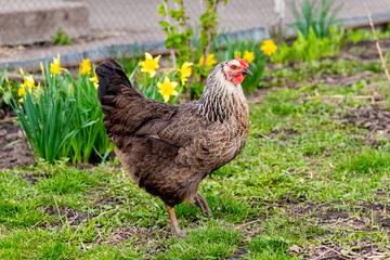 Chicken with dark medley feathers  in the garden near the flowers