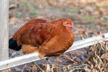 Brown chicken sitting on a crossbar in the garden on the farm. Breeding of chickens