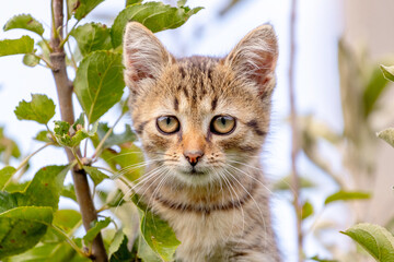 Naklejka na ściany i meble Small striped kitten on a tree among the green leaves