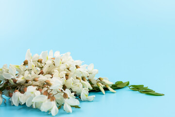 Beautiful white acacia on blue background. White acacia flowers are a strong honey plant.