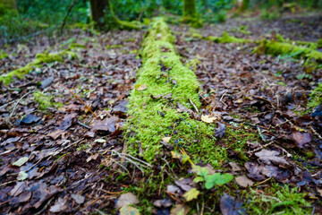 Close up of moss gorwing on fallen logs in woodland