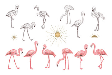 Flamingo pink birds vector illustrations line set