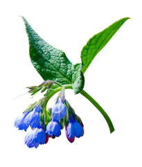 Comfrey (Symphytum officinale) flowers of a used in organic medicine. comfrey flowers isolated on white background - obrazy, fototapety, plakaty