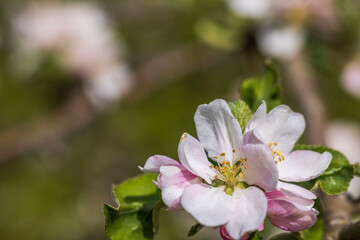 Macro view of blossoming apple tree branch in spring. Sweden.