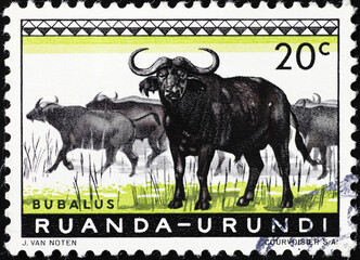 African buffaloes on african postage stamp