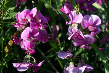 Lathyrus sylvestris - Flat pea - Gesse des bois-Gesse sauvage