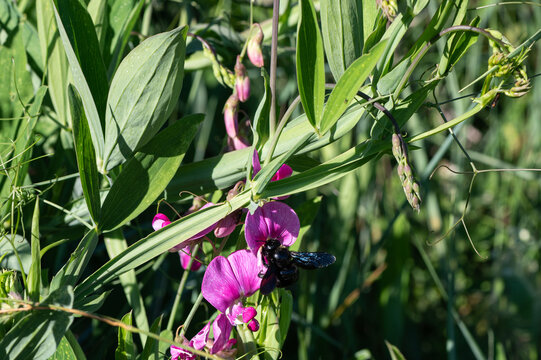 Xylocopa violacea - Violet Carpenter Bee - Abeille charpenti&egrave;re / Lathyrus sylvestris - Flat pea - Gesse des bois-Gesse sauvage