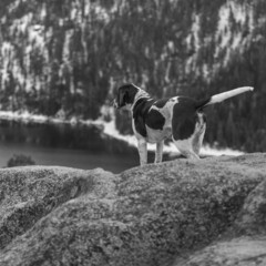 Tahoe photo with pointer dog in black and white