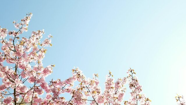 Cherry blossom concept. Japanese sakura. Looking up to the cherry blossoming tree. Beautiful pink flower colors. Hanami. Spring bloom. Beautiful Japanese tree branches. Lovely pink scenery. Blue sky