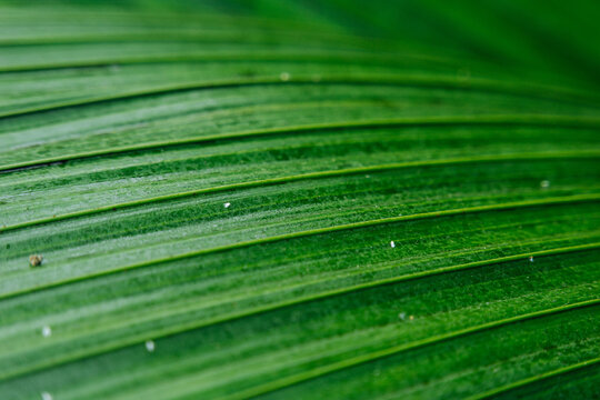 Green leaf with concavity
