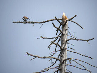 Tree dieback in the Harz National Park near the Brocken on the Achtermannshoehe in Lower Saxony..