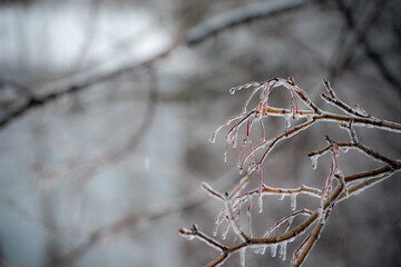 Ice on Branch