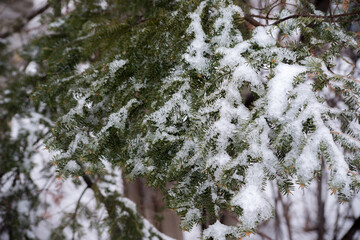 Ice pellets in a fir tree