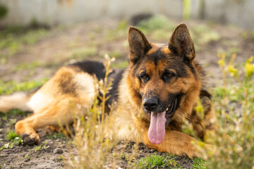 close-up of a German shepherd with intelligent eyes and protruding tongue