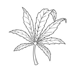 Vector leaf of marijuana. Cannabis leaf sketch. Black and white Isolated on white background.