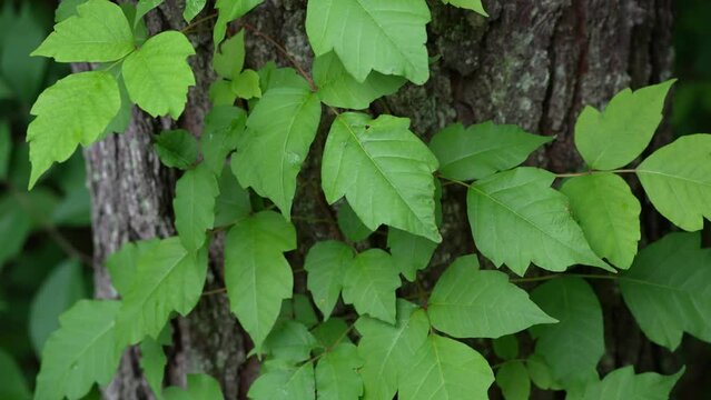 Slow Motion upward pan of poison ivy on tree