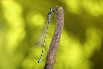 young dragonfly vertically on a stick