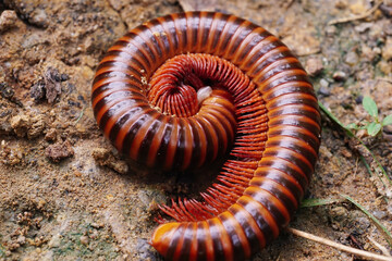 Many millipede legs stretched around. 