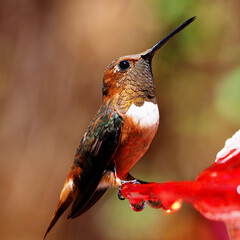 hummingbird at feeder