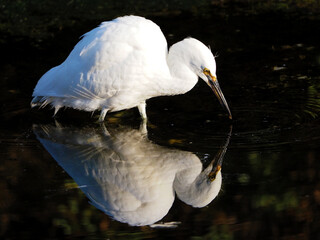 snowy egret mirror