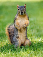 Fototapeta premium squirrel in the park