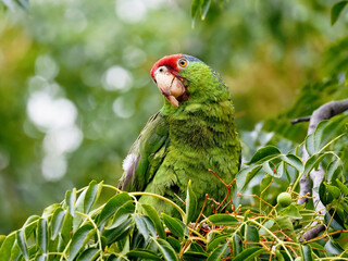 green parrot on a branch