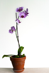 Purple orchid with flowers growing in a pot