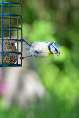 Blu tit bird with fat ball food in beak close up