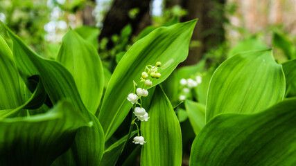Obraz premium lily of the valley