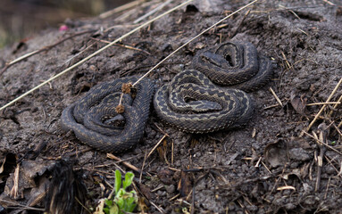 snake in the ground