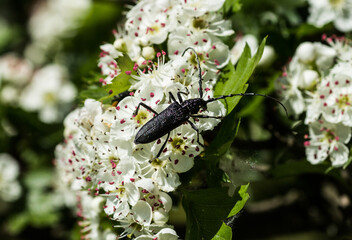 beetle on a flower