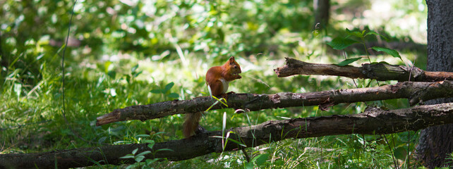 squirrel on tree