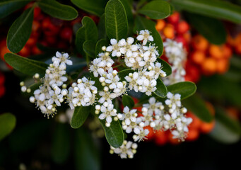 branch of a white flower