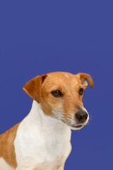 Jack Russell terrier. Portrait of a thoroughbred dog on a blue background. Pets