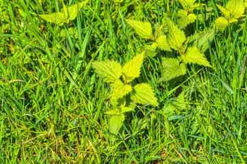 Fresh nettle in meadow surrounded by greenery.