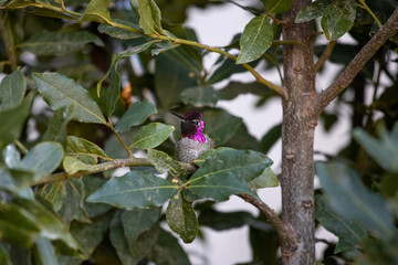 hummingbird 