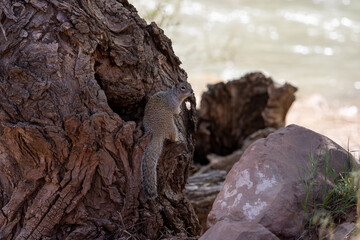 tree in the woods with a squirrel