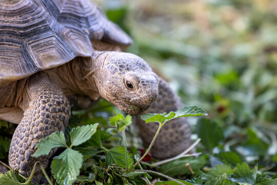 tortoise on the grass