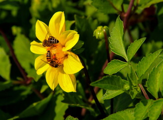 Two bees on a bright yellow flower close up on a slightly blurred green background