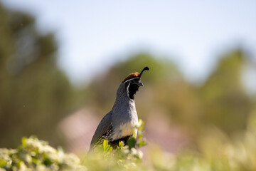 willed quail